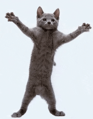 Dancing cat